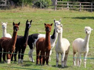 photo de lama