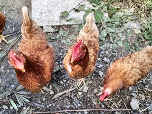 photo de poule
